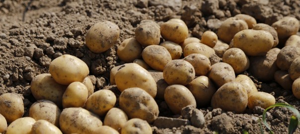 aardappelregen uit Holland